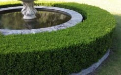Franklins Gem Dwarf Boxwood - 1 Gallon Pot -Flora Bloom Shop Picture Boxwood Franklins Gem Hedge 5