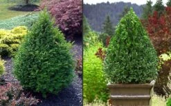 Green Mountain Boxwood - 2.5 Quart Pot 13 Green Mountain Boxwood - 2.5 Quart Pot -Flora Bloom Shop Picture Boxwood Green Mountain 2