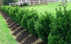 Green Mountain Boxwood - 2 Gallon Pot -Flora Bloom Shop Picture Boxwood Green Mountain Hedge 2