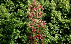 October Magic Rose Camellia - 2 Gallon Pot -Flora Bloom Shop Picture Camellia October Magic Rose Column 1