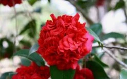 Professor Sargent Camellia Japonica - 7 Gallon Pot (3-4') -Flora Bloom Shop Picture Camellia Professor Sargent Closeup