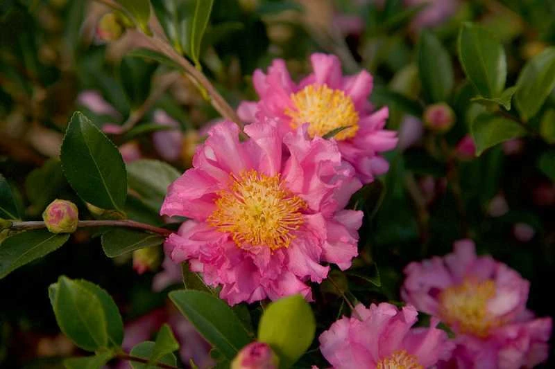 October Magic Carpet Dwarf Camellia - 2 Gallon Pot 4 October Magic Carpet Dwarf Camellia - 2 Gallon Pot - Image 4