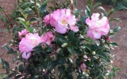 October Magic Orchid Camellia - 7 Gallon Pot -Flora Bloom Shop Picture CamelliaOrchidOctoberMajic 2 2