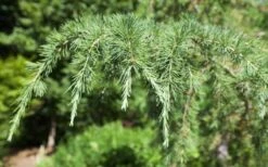 Deodar Cedar Tree - 6 Pack Of 1 Gallon Pots 13 Deodar Cedar Tree - 6 Pack Of 1 Gallon Pots -Flora Bloom Shop Picture Cedar Deodara 2