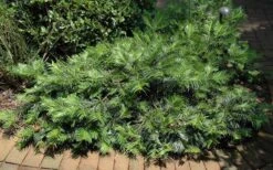 Creeping Japanese Plum Yew (Cephalotaxus Harringtonia 'Prostrata') - 2.5 Quart Pot -Flora Bloom Shop Picture Creeping Yew