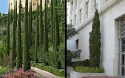Italian Cypress - 3 Gallon Pot 12 Italian Cypress - 3 Gallon Pot -Flora Bloom Shop Picture Cypress Italian 2 1