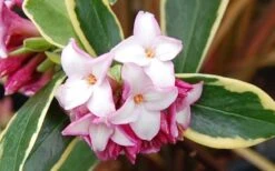 Variegated Pink Winter Daphne - 3 Gallon Pot -Flora Bloom Shop Picture Daphne Variegated Pink Closeup