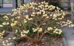 Winter Gold Edgeworthia Chrysantha - Paper Bush - 5 Gallon Pot -Flora Bloom Shop Picture Edgeworthia Paper Bush 3