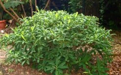 Winter Gold Edgeworthia Chrysantha - Paper Bush - 5 Gallon Pot -Flora Bloom Shop Picture Edgeworthia Shrub