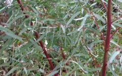 Angus Cold Hardy Eucalyptus Tree (Eucalyptus Nicholii) - Quart Pot 13 Angus Cold Hardy Eucalyptus Tree (Eucalyptus Nicholii) - Quart Pot -Flora Bloom Shop Picture Eucalyptus Tree Anugus Willow Leaf Peppermint 4