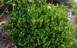 August Beauty Gardenia - 3 Gallon Pot -Flora Bloom Shop Picture Gardenia August Beauty 3