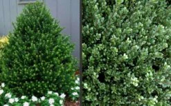 Pyramidal Compacta Japanese Holly - 3 Gallon Pot -Flora Bloom Shop Picture Holly Compacta Pyramidal 1