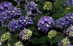 Bloomstruck Endless Summer Hydrangea - 3 Gallon Pot -Flora Bloom Shop Picture Hydrangea Bloomstruck 1