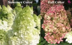 Limelight PeeGee Hydrangea - 6 Pack Of 1 Gallon Pots 15 Limelight PeeGee Hydrangea - 6 Pack Of 1 Gallon Pots -Flora Bloom Shop Picture Hydrangea Limelight 3
