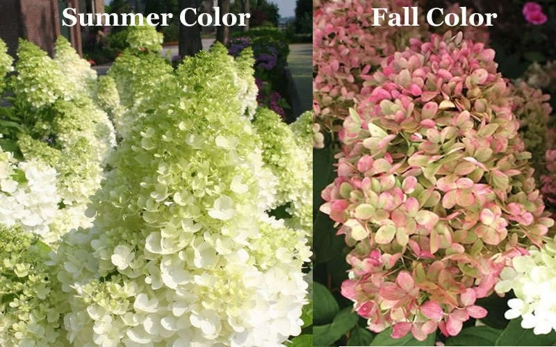 Limelight PeeGee Hydrangea - 6 Pack Of 1 Gallon Pots 8 Limelight PeeGee Hydrangea - 6 Pack Of 1 Gallon Pots - Image 8