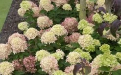 Little Lime Hydrangea - 1 Gallon Pot -Flora Bloom Shop Picture Hydrangea Little Lime 2 4