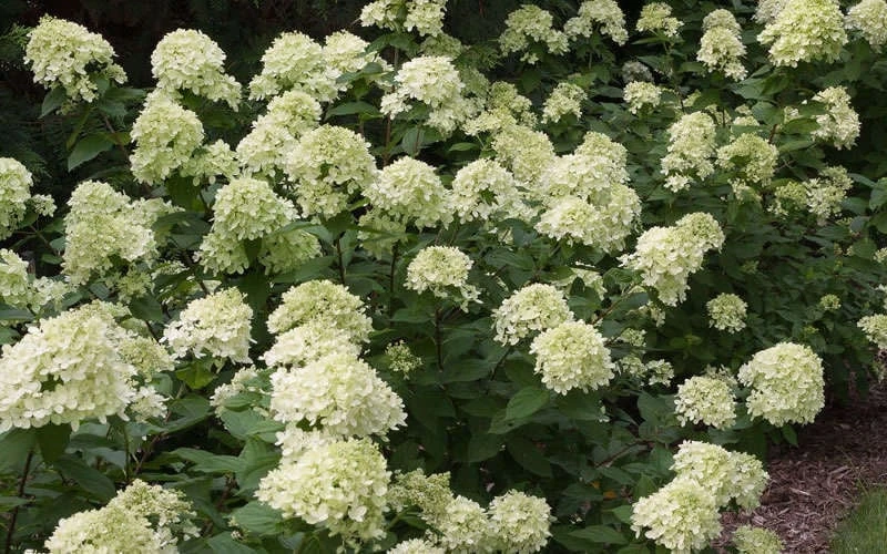 Little Lime Hydrangea - 3 Pack Of Quart Pots 5 Little Lime Hydrangea - 3 Pack Of Quart Pots - Image 5