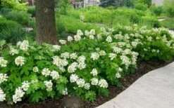 Pee Wee Dwarf Oakleaf Hydrangea - 2 Gallon Pot -Flora Bloom Shop Picture Hydrangea Oakleaf Pee Wee Border 2