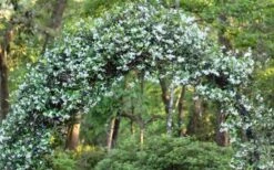 Star Jasmine Vine (Trachelospermum Jasminoides) - 3 Gallon Pot -Flora Bloom Shop Picture Jasmine Confederate On Arch 1