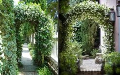 Star Jasmine Vine (Trachelospermum Jasminoides) - 3 Gallon Pot -Flora Bloom Shop Picture Jasmine Confederate On Arches 2 1