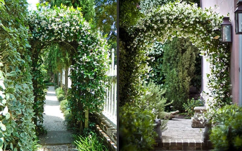 Confederate Jasmine Vine (Trachelospermum Jasminoides) - 1 Gallon Pot 7 Confederate Jasmine Vine (Trachelospermum Jasminoides) - 1 Gallon Pot - Image 7