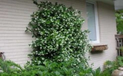 Star Jasmine Vine (Trachelospermum Jasminoides) - 3 Gallon Pot -Flora Bloom Shop Picture Jasmine Confederate On Trellis 1