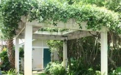 Star Jasmine Vine (Trachelospermum Jasminoides) - 3 Gallon Pot -Flora Bloom Shop Picture Jasmine Confederate Vine 2 1