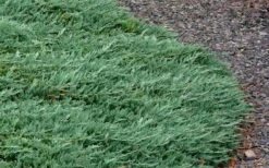 Blue Rug Juniper - 3 Gallon Pot -Flora Bloom Shop Picture Juniper Blue Rug 3