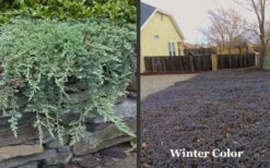Blue Rug Juniper - 3 Gallon Pot -Flora Bloom Shop Picture Juniper Blue Rug Winter Color