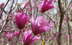 Ann Magnolia Tulip Tree - 2 Gallon Pot -Flora Bloom Shop Picture Magnolia Ann 1 2