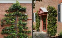 Little Gem Dwarf Southern Magnolia - 3 Gallon Pot (1.5-2.5') 13 Little Gem Dwarf Southern Magnolia - 3 Gallon Pot (1.5-2.5') -Flora Bloom Shop Picture Magnolia Little Gem Espalier 2