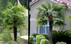 Windmill Cold Hardy Palm Tree - 7 Gallon Pot (2-3') -Flora Bloom Shop Picture Palm Windmill 3
