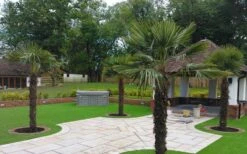 Windmill Cold Hardy Palm Tree - 7 Gallon Pot (2-3') -Flora Bloom Shop Picture Palm Windmill 4