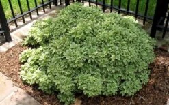 Variegated Pittosporum (Japanese Mock Orange) - 3 Gallon Pot -Flora Bloom Shop Picture Pittosporum Variegated Shrub 1