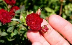 Red Cascade Miniature Climbing Rose - 1 Gallon Pot 14 Red Cascade Miniature Climbing Rose - 1 Gallon Pot -Flora Bloom Shop Picture Rose Red Cascade 5
