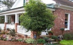 Fragrant White Tea Olive - 7 Gallon Pot (4-5') -Flora Bloom Shop Picture Tea Olive Tree