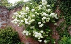 Chinese Snowball Viburnum Bush - 3 Gallon Pot -Flora Bloom Shop Picture Viburnum Chinese Snowball Espalier