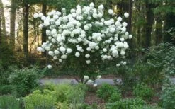 Chinese Snowball Viburnum Bush - 3 Gallon Pot -Flora Bloom Shop Picture Viburnum Chinese Snowball Tree 1