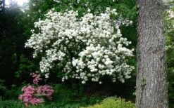 Chinese Snowball Viburnum Bush - 7 Gallon Pot (2-3') 15 Chinese Snowball Viburnum Bush - 7 Gallon Pot (2-3') -Flora Bloom Shop Picture Viburnum Chinese Snowball Tree 2 2