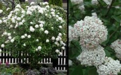 Fragrant Snowball Viburnum Carlecephalum - 3 Gallon Pot -Flora Bloom Shop Picture Viburnum Fragrant Snowball 4