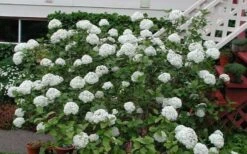 Fragrant Snowball Viburnum Carlecephalum - 3 Gallon Pot -Flora Bloom Shop Picture Viburnum Fragrant Snowball Carlcephalum 2