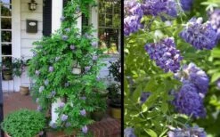 Amethyst Falls Wisteria Vine - 3 Gallon Pot -Flora Bloom Shop Picture Wisteria Amethyst Falls 2
