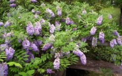 Amethyst Falls Wisteria Vine - 3 Gallon Pot -Flora Bloom Shop Picture Wisteria Amethyst Falls 5