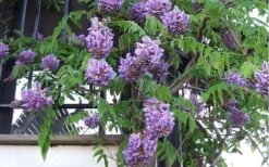 Amethyst Falls Wisteria Vine - 3 Gallon Pot -Flora Bloom Shop Picture Wisteria Amethyst Falls Vine 1