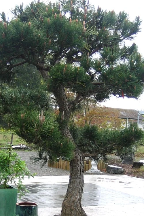 Japanese Black Pine - Pinus Thunbergii - 3 Gallon Pot 8 Japanese Black Pine - Pinus Thunbergii - 3 Gallon Pot - Image 8