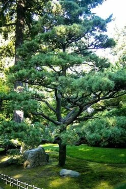 Japanese Black Pine - Pinus Thunbergii - 3 Gallon Pot 13 Japanese Black Pine - Pinus Thunbergii - 3 Gallon Pot -Flora Bloom Shop Pine Japanese Black 5