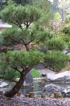 Japanese Black Pine - Pinus Thunbergii - 3 Gallon Pot 12 Japanese Black Pine - Pinus Thunbergii - 3 Gallon Pot -Flora Bloom Shop Pine Japanese Black 7