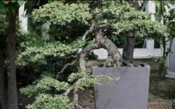 Variegated Pittosporum (Japanese Mock Orange) - 3 Gallon Pot -Flora Bloom Shop Pittosporum Variegated Bonsai