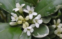 Variegated Pittosporum (Japanese Mock Orange) - 3 Gallon Pot -Flora Bloom Shop Pittosporum Variegated Flowers 1