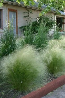 Pony Tails Mexican Feather Grass (Stipa Tennuissima) - 6 Pack Of Quart Pots -Flora Bloom Shop Ponytails Grass Mexican Feather Rev 500x750 1